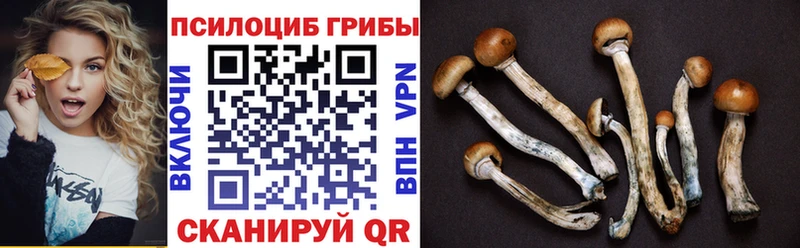 Купить закладки  Новошахтинск  Псилоцибиновые грибы мицелий 